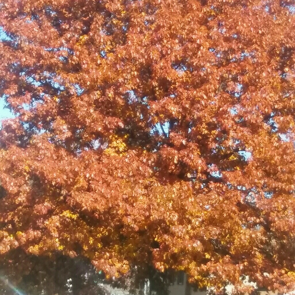 Meet your Posher, Julissa